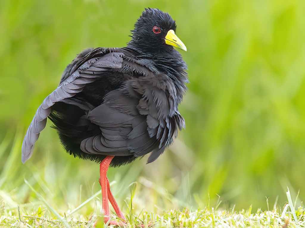 Black Crake